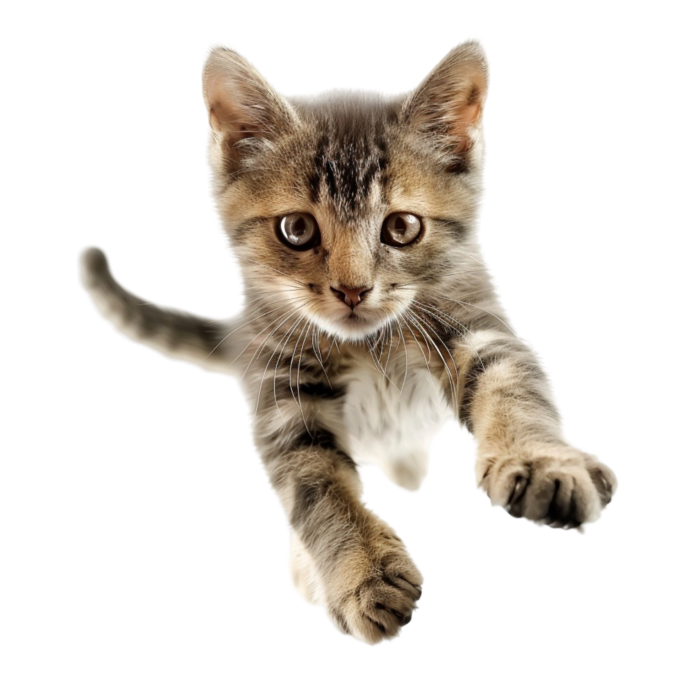 A Kitten Is Jumping Up In The Air On A Transparent Background png