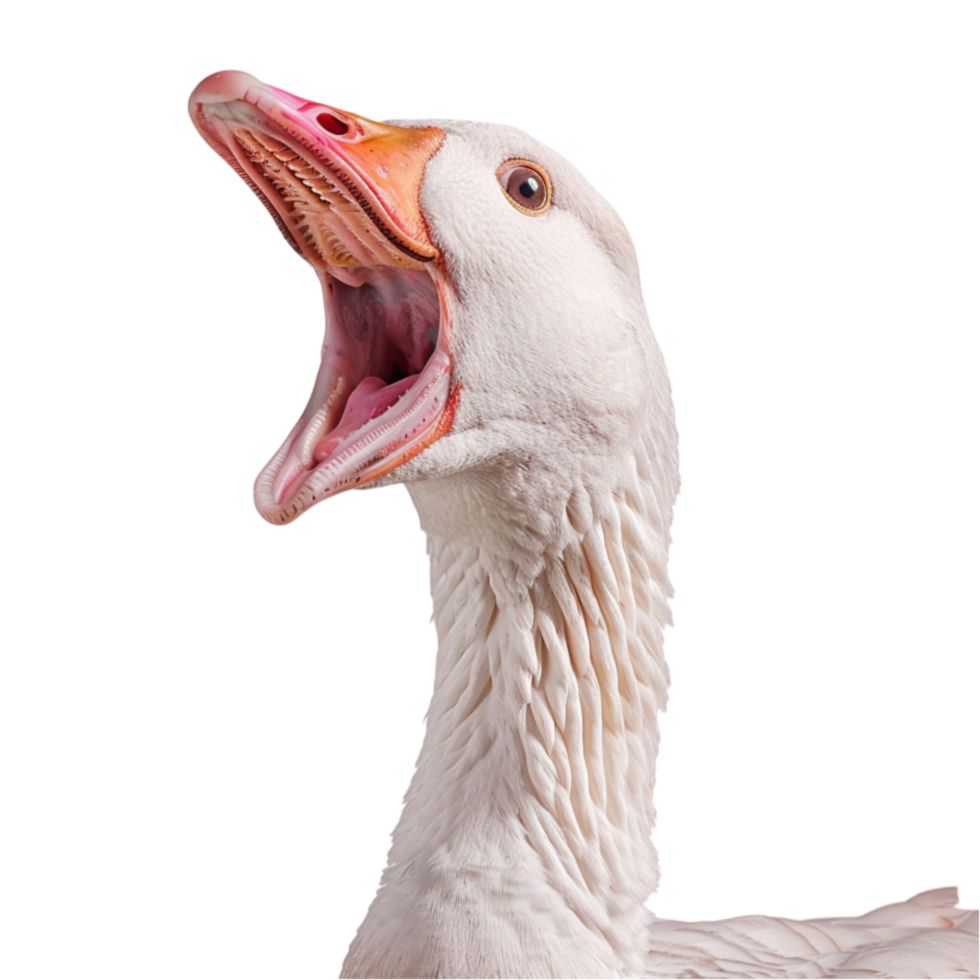 Hissing Goose White Open Bird Photo Background png