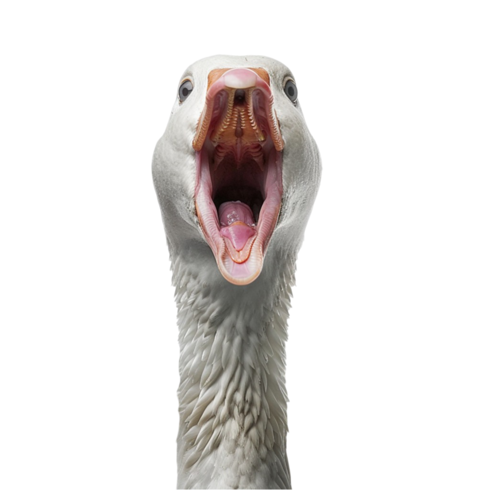 Portrait of a Funny Pretty Goose on Transparent Background png