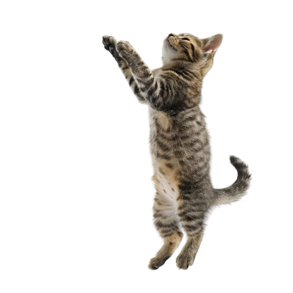Kitten Jumping Up On A White bBackground png