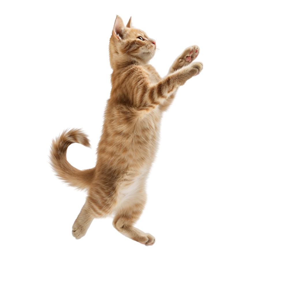 Cat Jumping Up in the Air on Transparent Background png