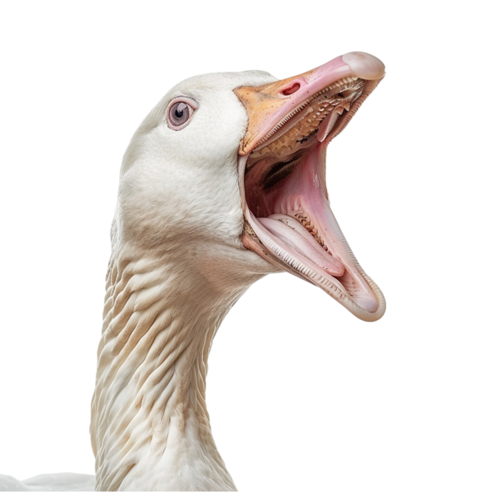 Goose with Mouth Open on Transparent Background png
