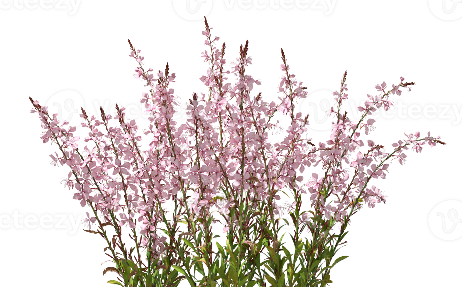 Pink flowery blooming on transparent backgrounds 3d rendering png