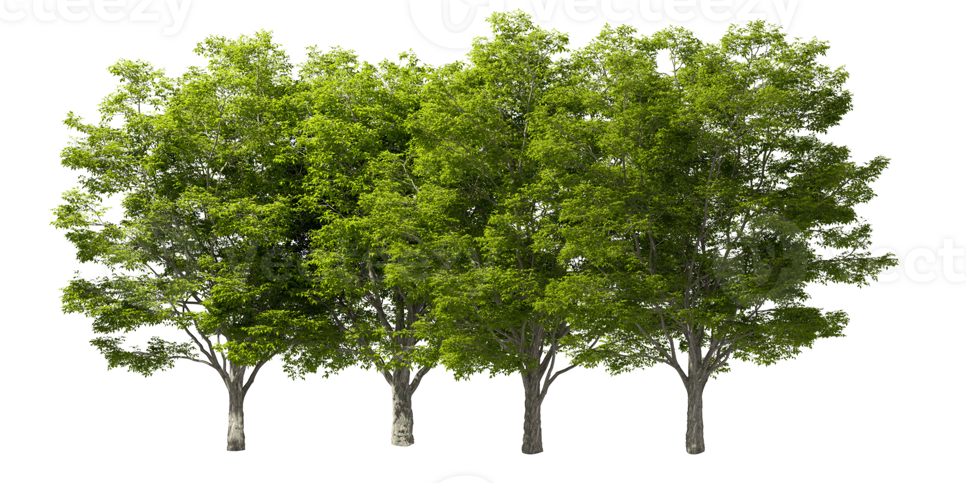 Large greenery trees row cut out for landscape 3d rendering png