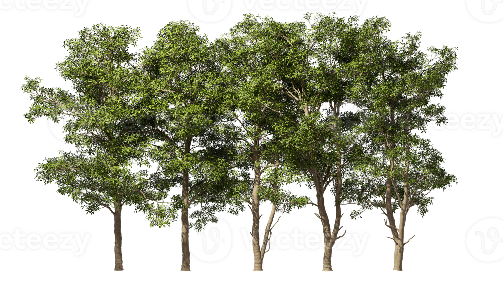Group rainforest standing trees landscape 3d illustrations png