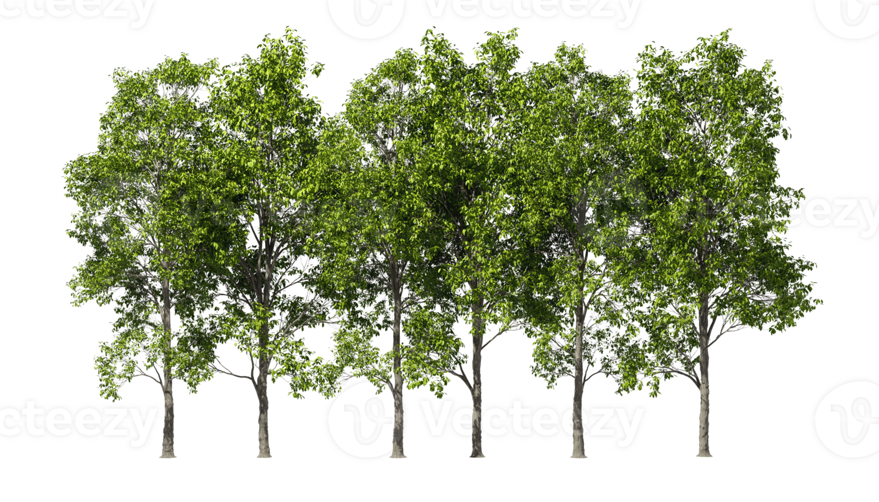 Jungle greenery trees row without ground 3d rendering png