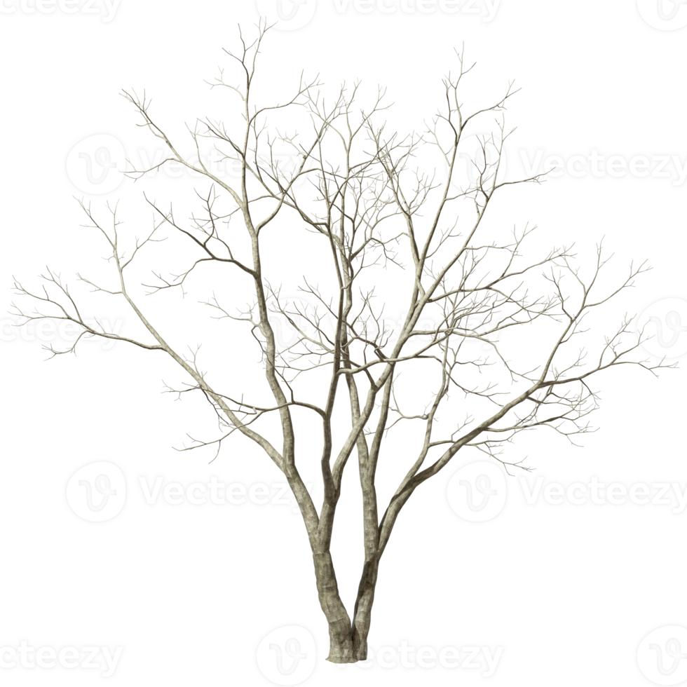 Cutout leafless trees branches dried transparent backgrounds 3d render png