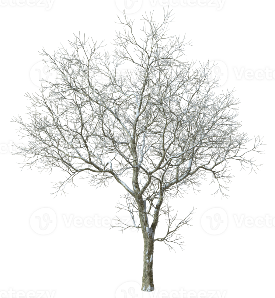 Dryed jungle trees with snowy coldness coverd cutout 3d rendering png