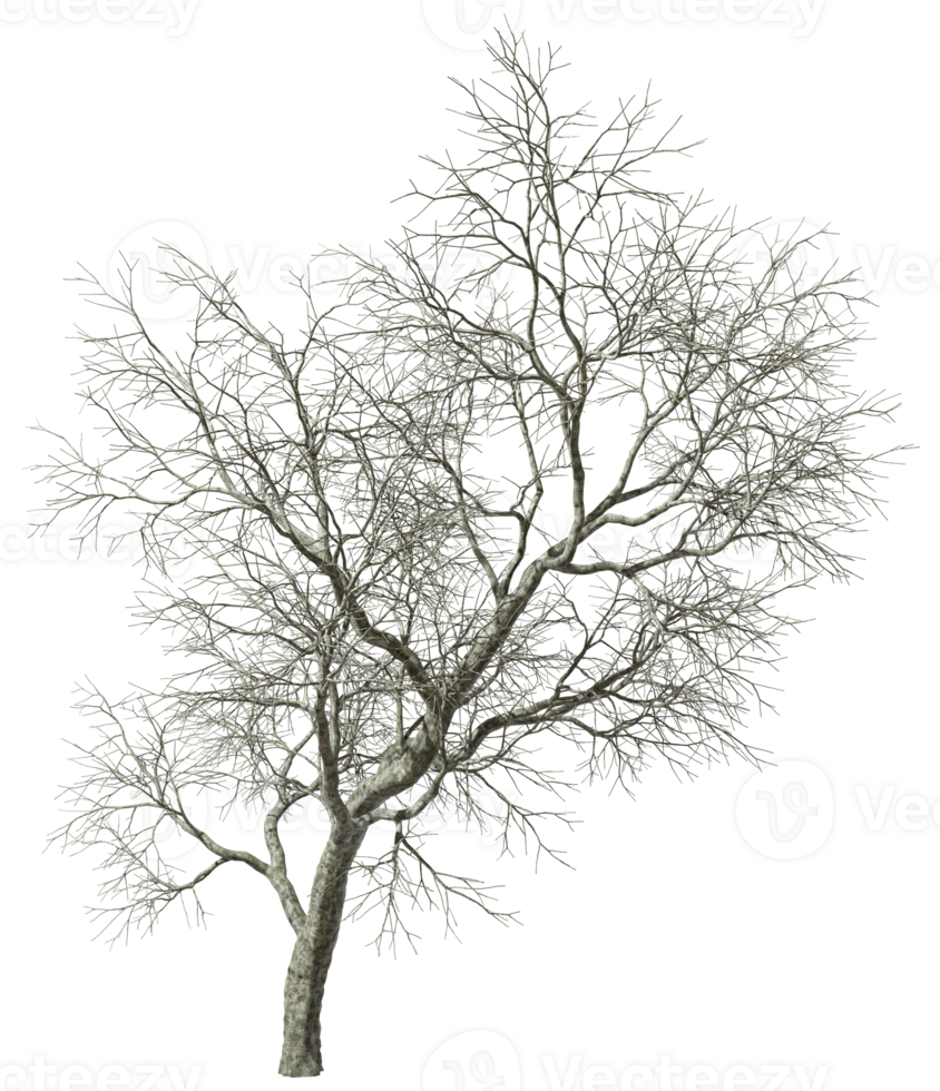 Single dry tress woods standing lonely on transparent backgrounds 3d render png