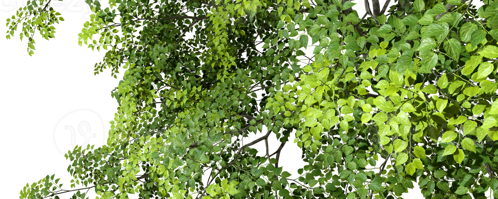 Nature backgrounds realistic greenery green tree branch leafs 3d render png
