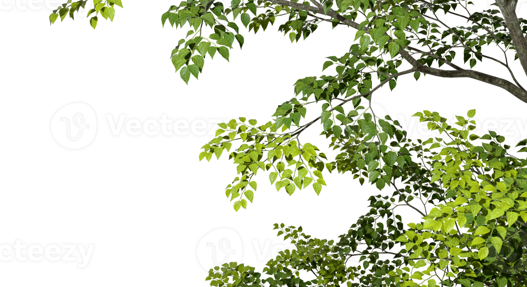 Isolate greenery tree branch leafs foreground 3d render png