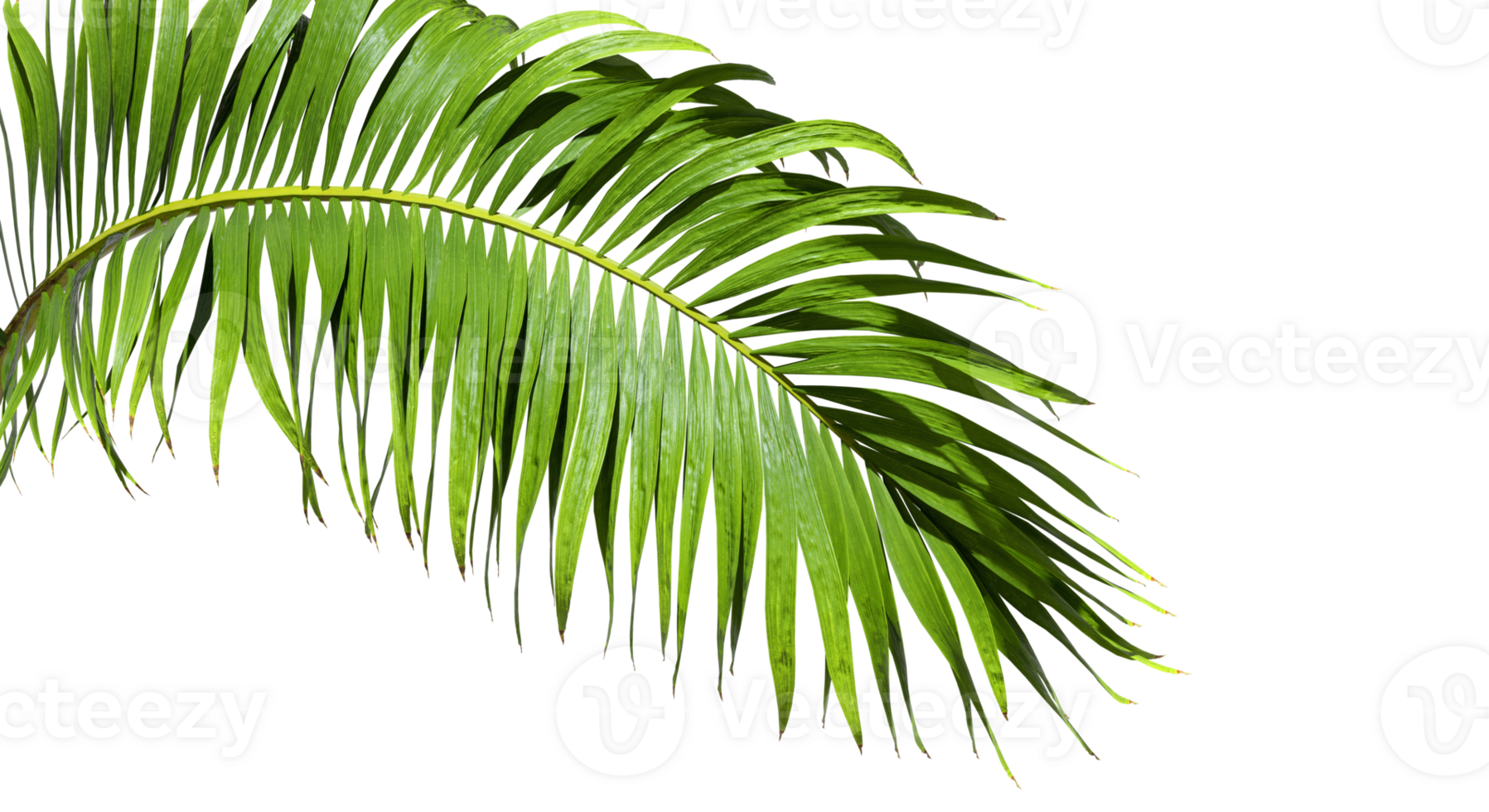 Isolate caribbean palm branches on transparent backgrounds 3d render png