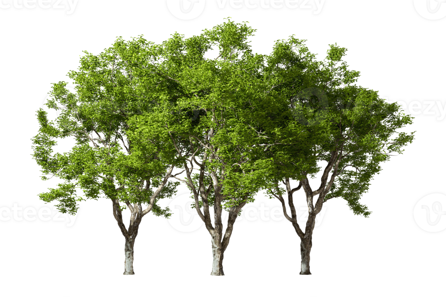 Isolate realistic outside tropics trees group 3d rendering png