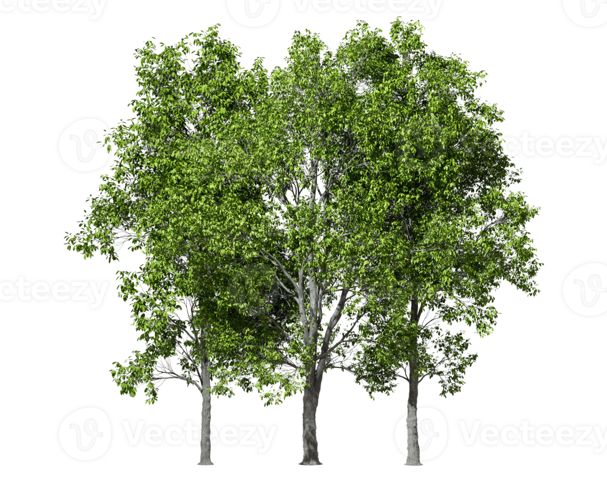 Greenery jungle trees group standing outside cut-out 3d rendering png