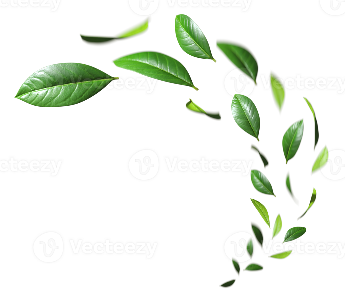Freshness green leaves floating fly cutout transparent backgrounds 3d render png