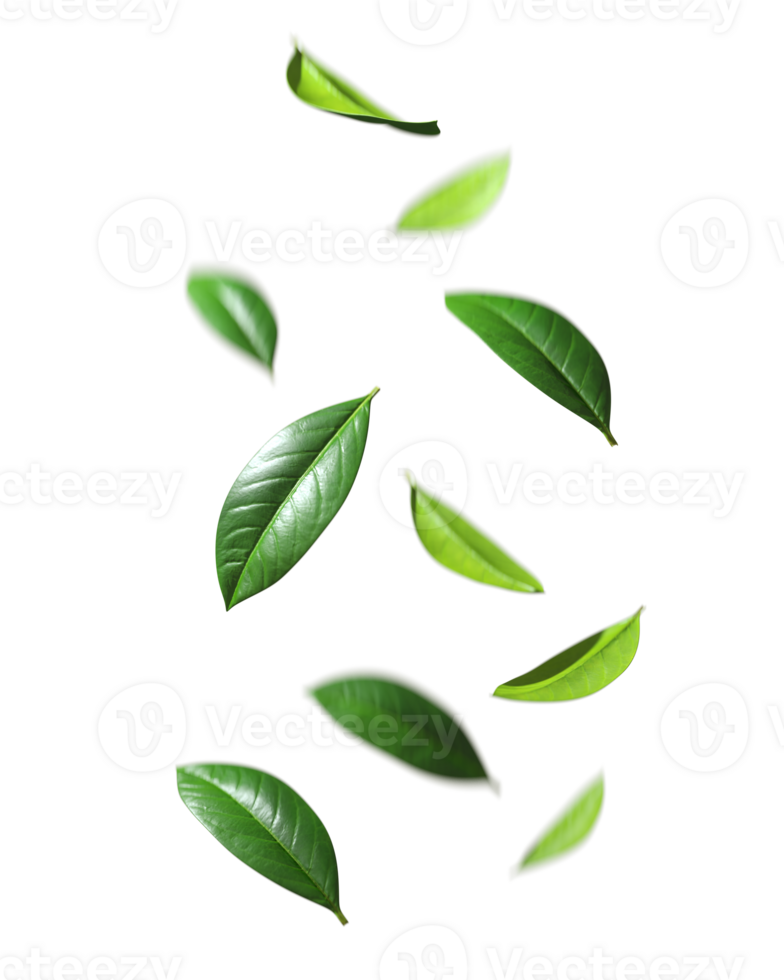 Green leafs falling drop down motion cutout backgrounds 3d rendering png