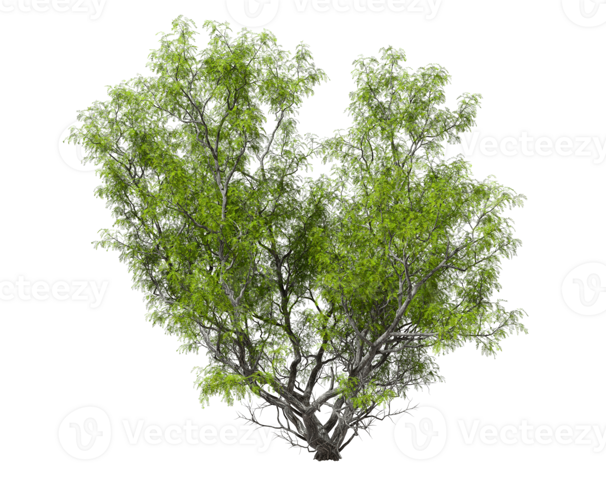 Isolation cutout tree perennial forestry shapes 3d render png