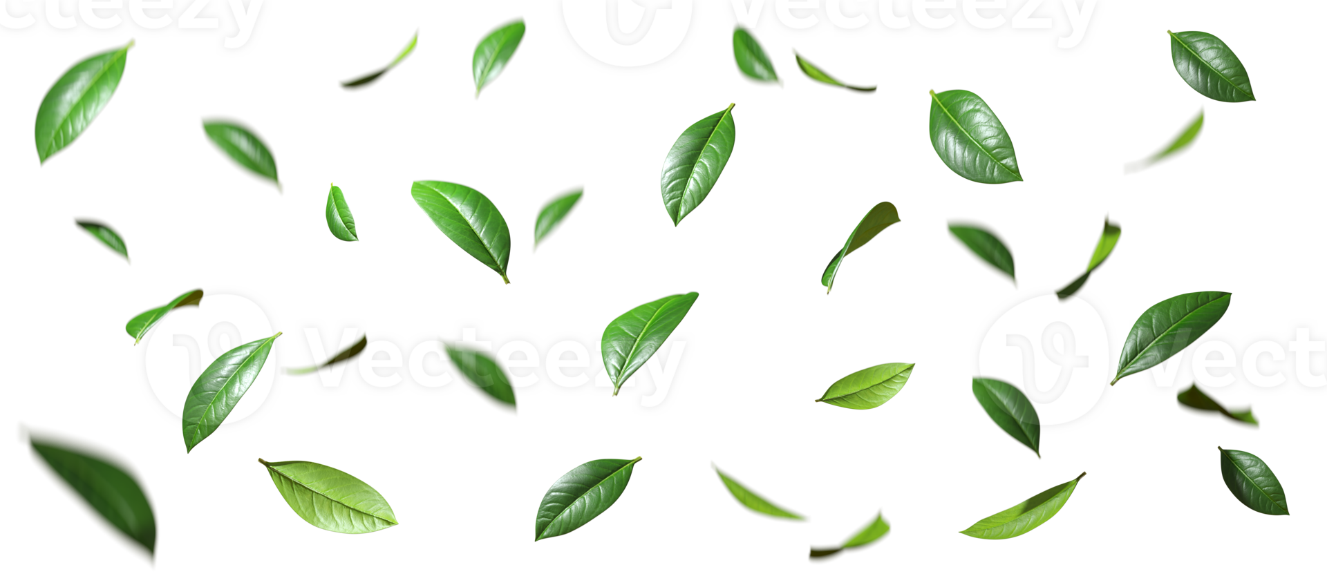 Isolate leaves movement falling slow down on transparent backgrounds 3d render png