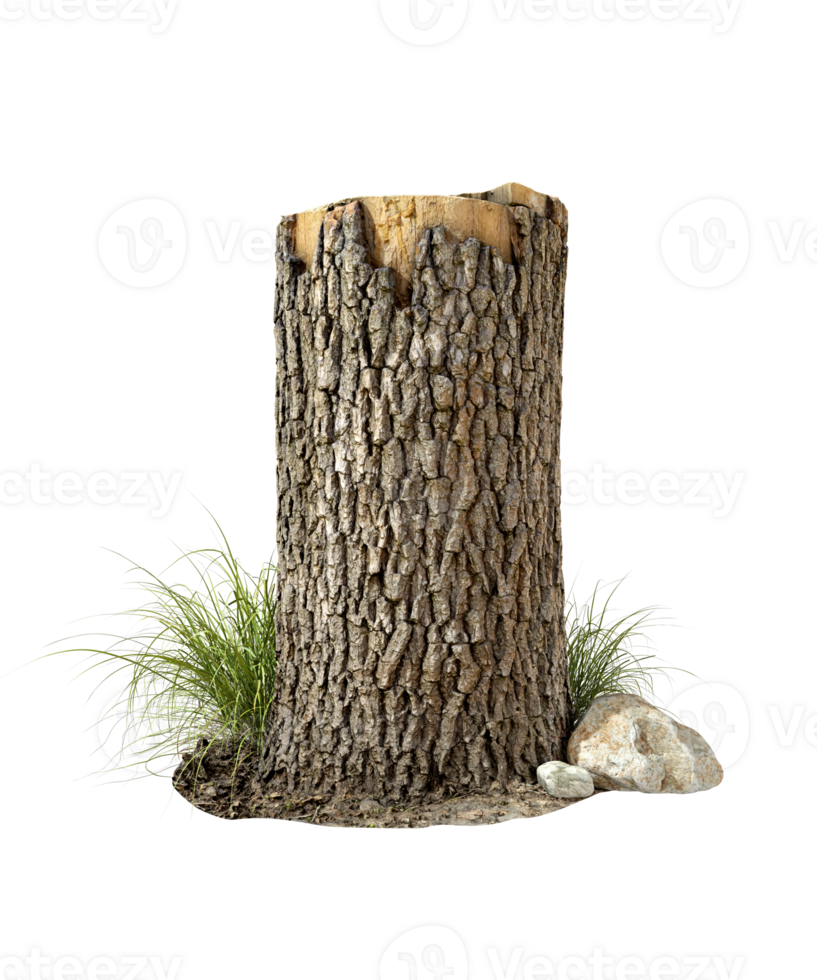 Cutout stump wood tree on transparent backgrounds 3d render png