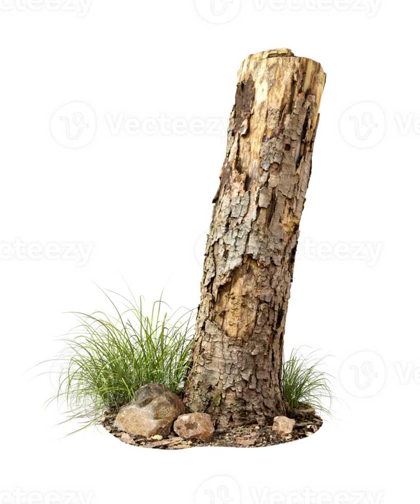 Realistic bark dead wood tree with rock and weed on transparent backgrounds 3d render png