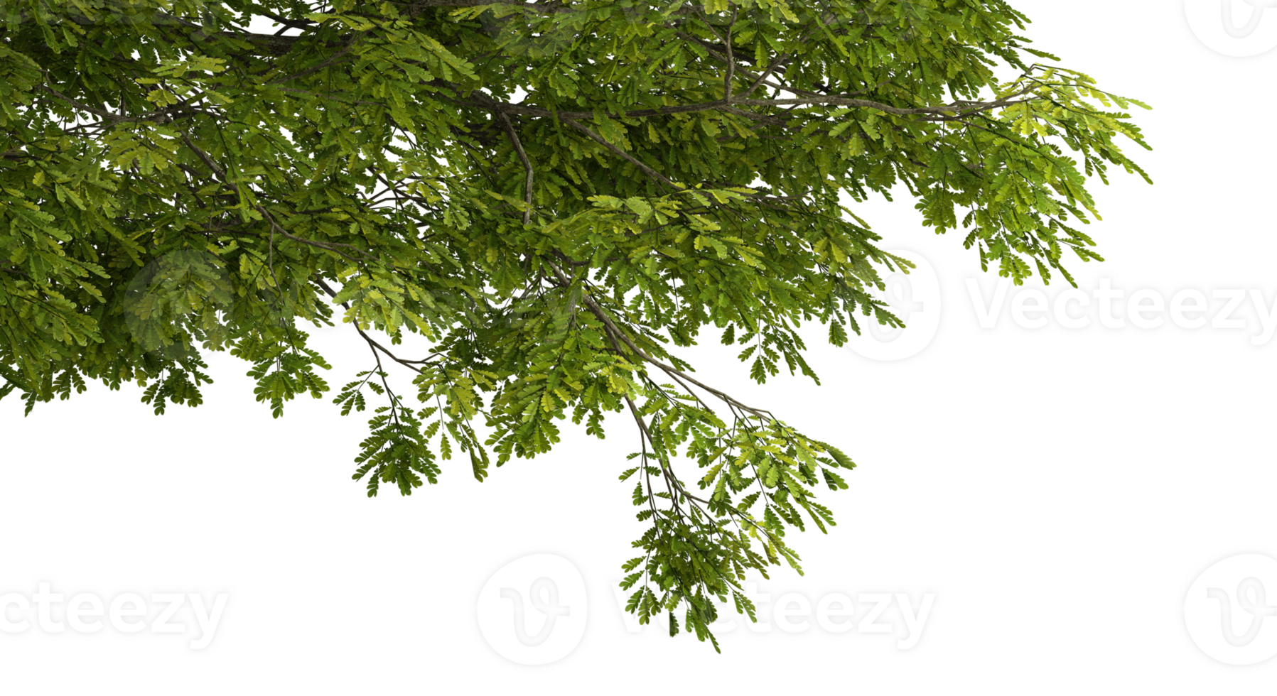 Large tree branches and foliage leaves on top border 3d render png