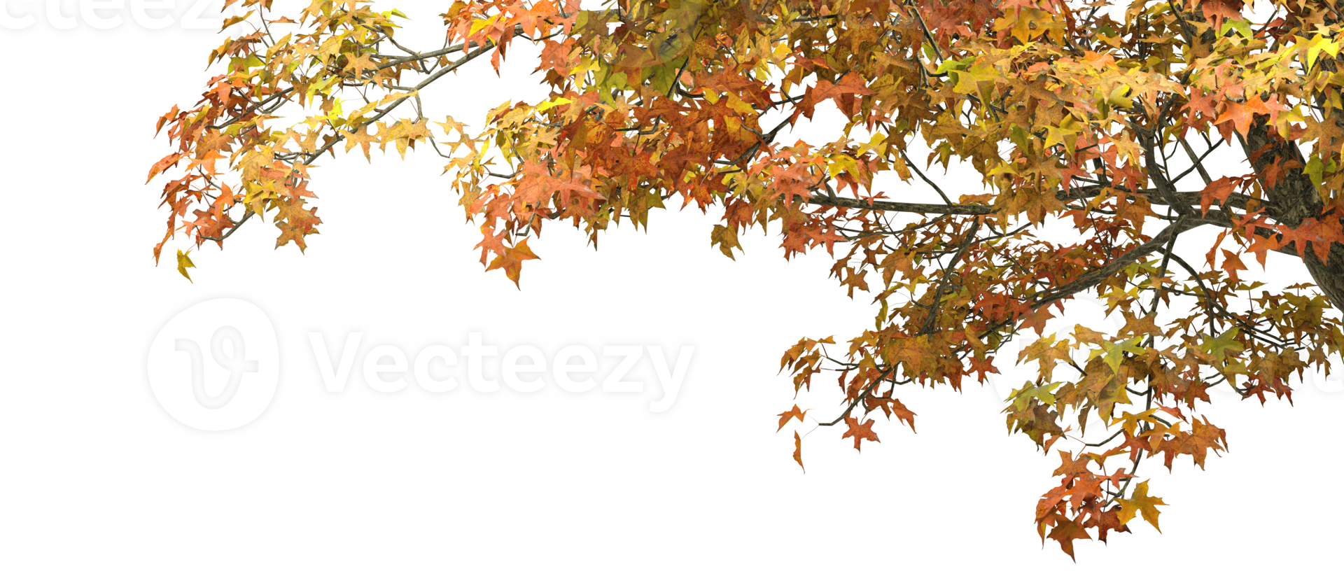 Vibrant autumn tree branches with orange and yellow leaves on transparent backgrounds 3d render png