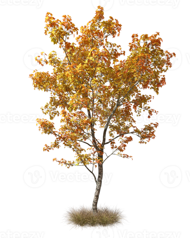 Autumnal single tree shapes on dried grass 3d rendering png