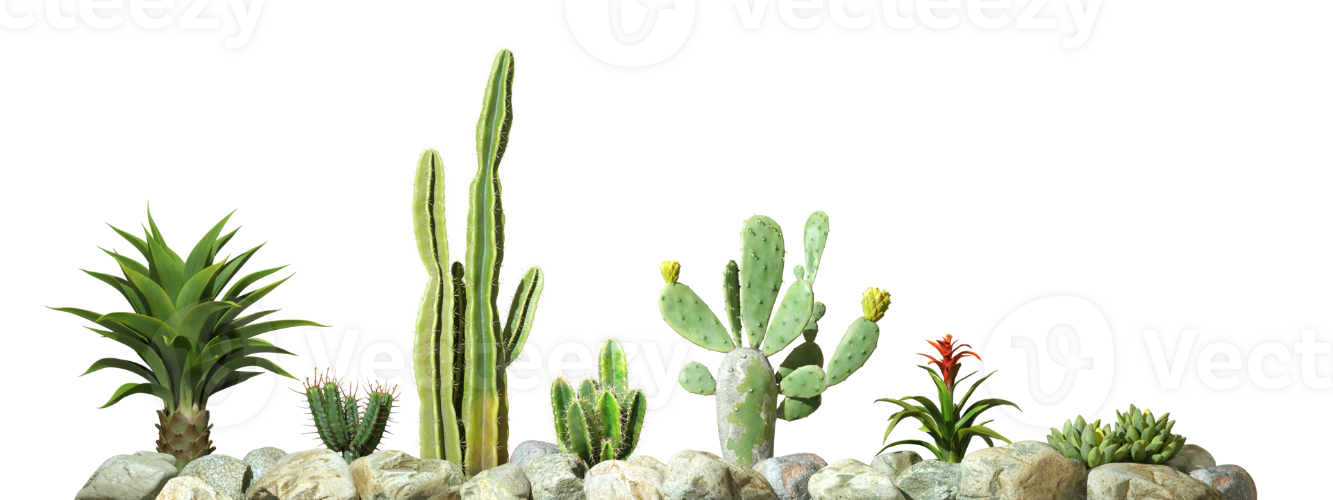 Isolate cactus plants row on rocks foreground 3d rendering png