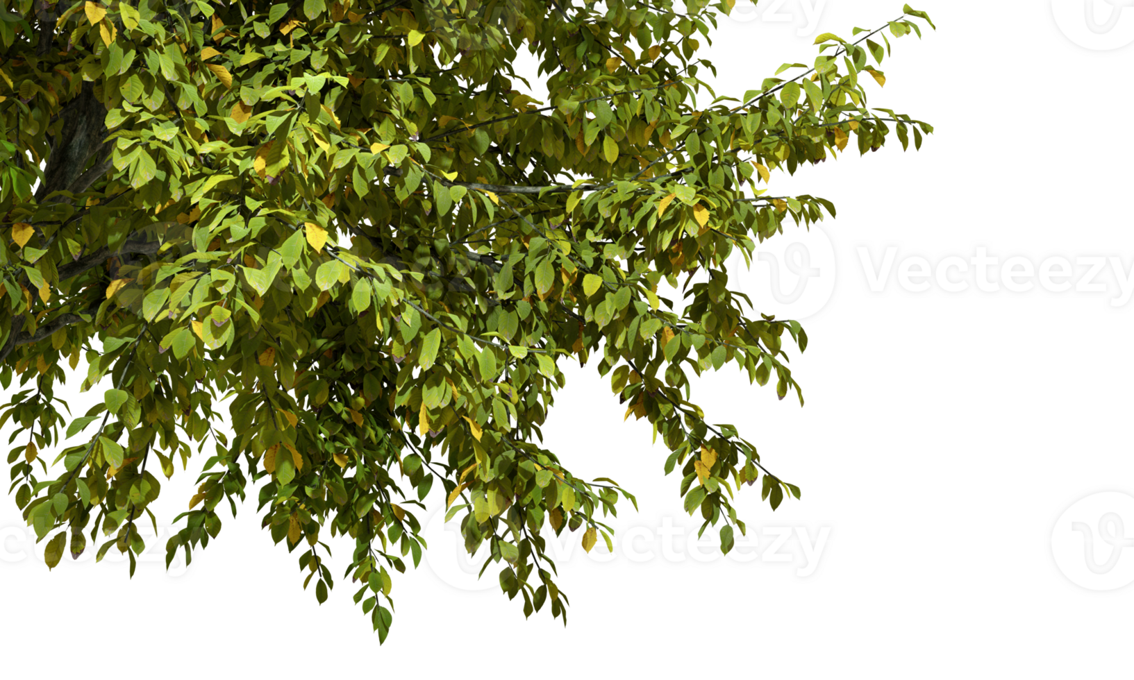 Tree branches covered in vibrant leaves cutout transparent backgrounds 3d render png