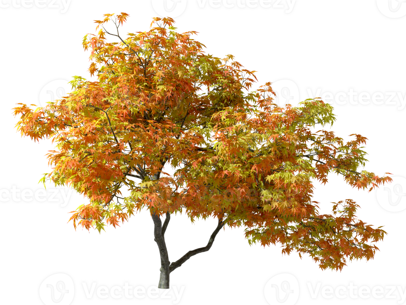 Maple leafs trees colours vibrant of autumn seasonal cut-out transparent backgrounds 3d render png