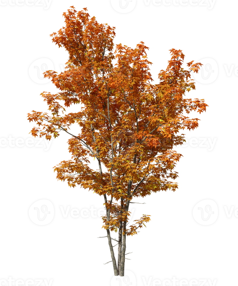 Isolate autumn oranges tree leaves shapes on transparent backgrounds 3d rendering png