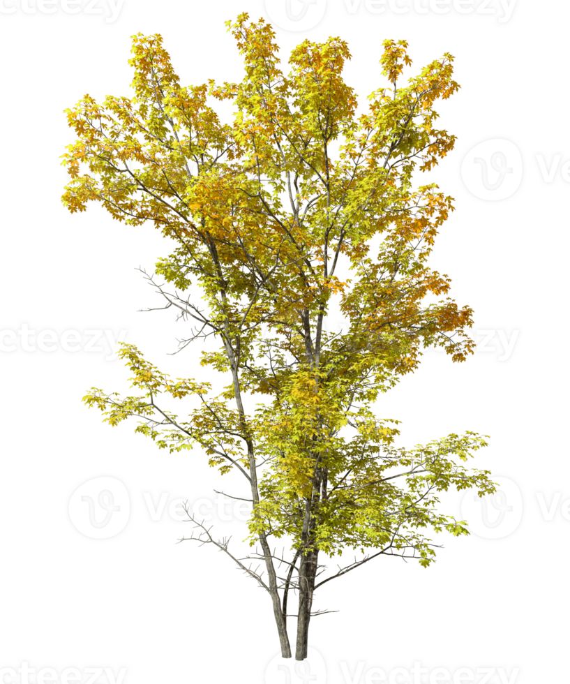 Yellowed colours tree leaves cutout 3d render png