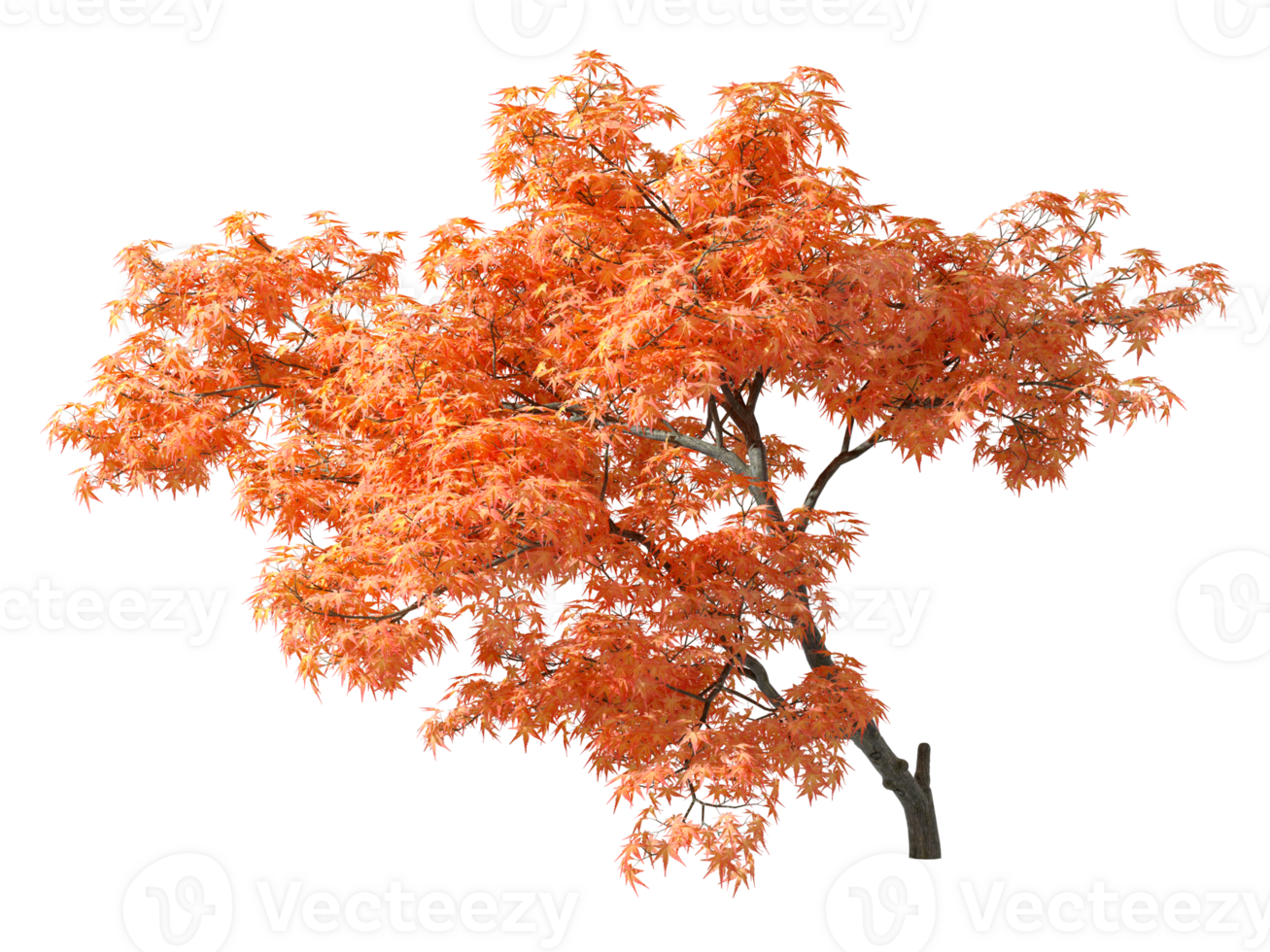 Orange leafs cover autumnal tree cutout transparent backgrounds 3d render png