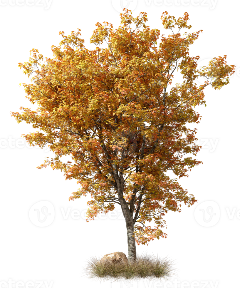Autumn large trees cut out transparent backgrounds 3d rendering png