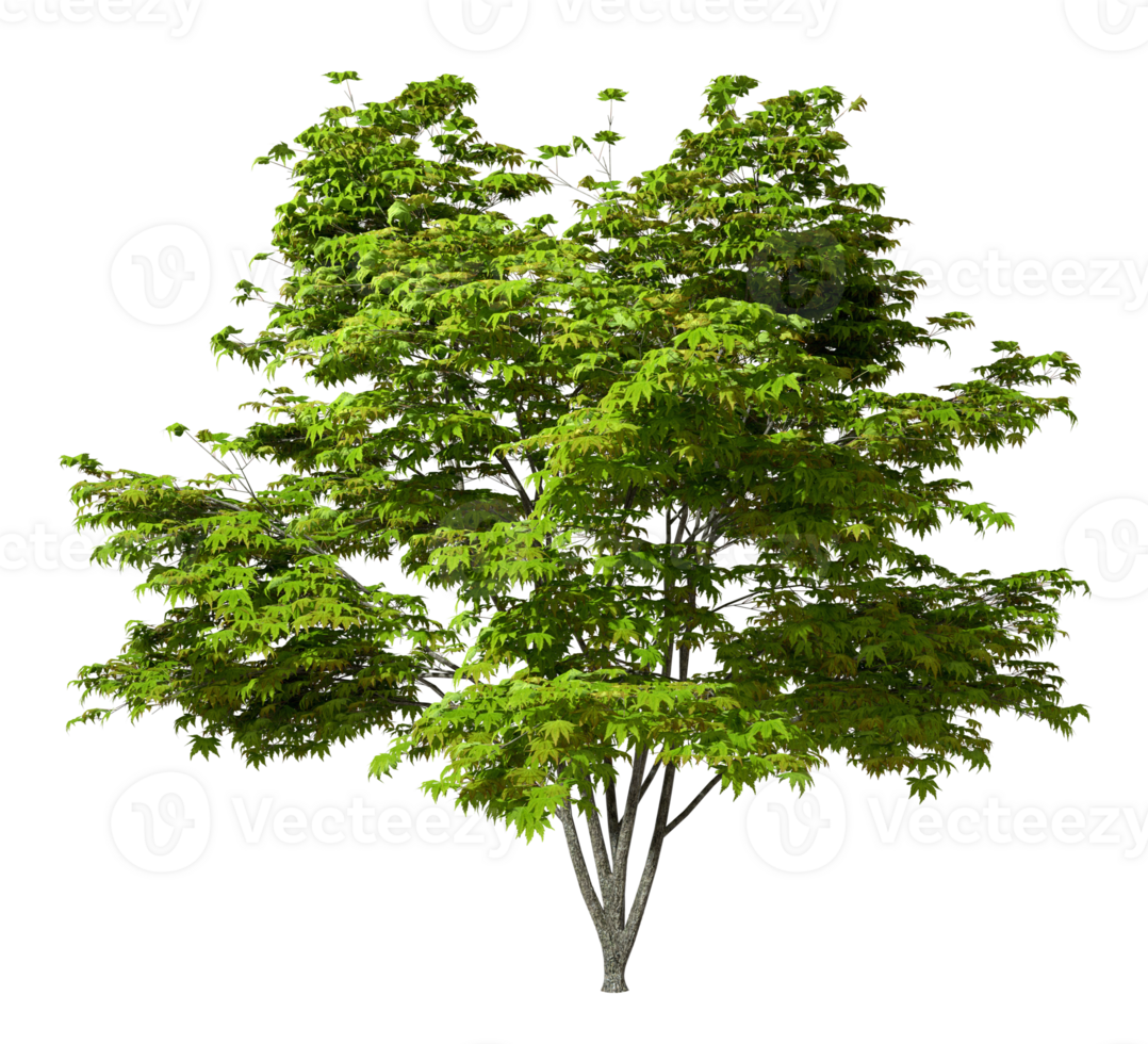 Isolate greenery leafs tree growth on transparent backgrounds 3d render png