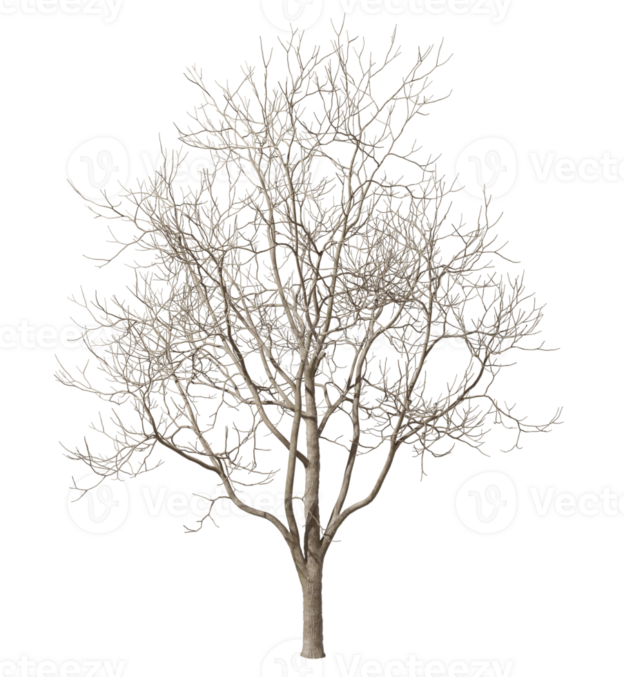 Dry tree without leafs cut-out backgrounds 3d illustrations png