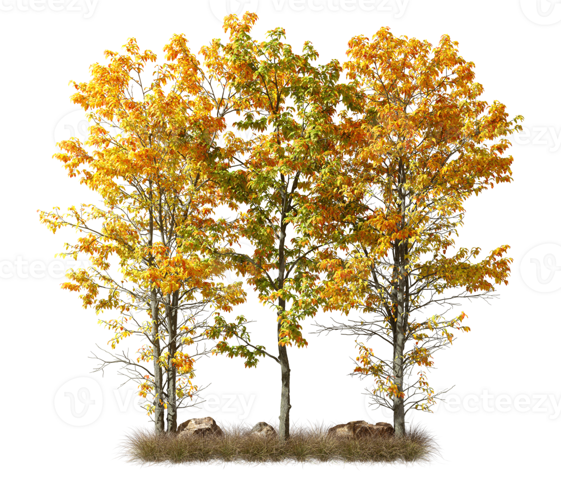 Isolate colours autumn trees with dried grass on transparent backgrounds 3d rendering png