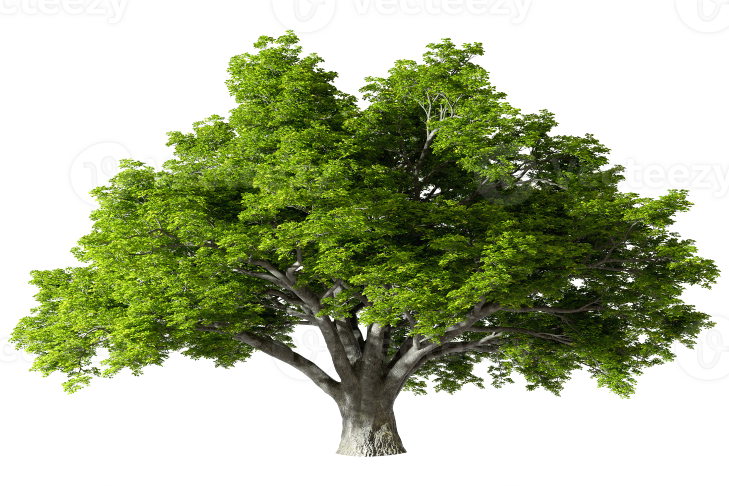 Cutout natural major huge trees standing realistic 3d illustrations png