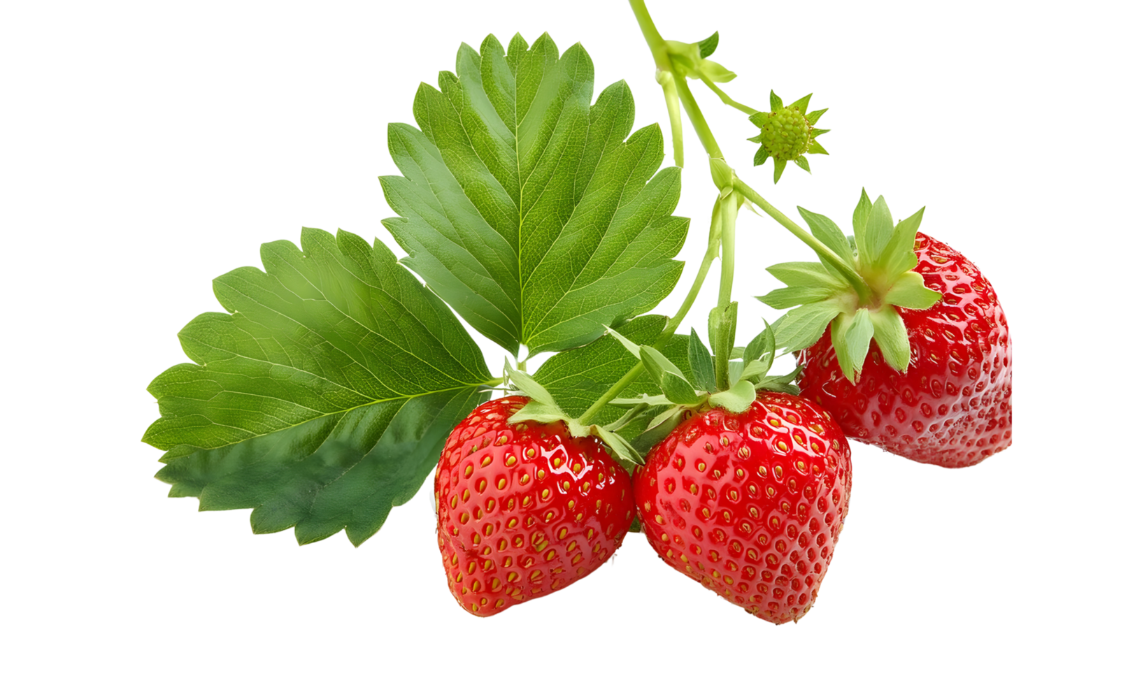 Branch of fresh strawberry isolated, group of red strawberry cut out. png