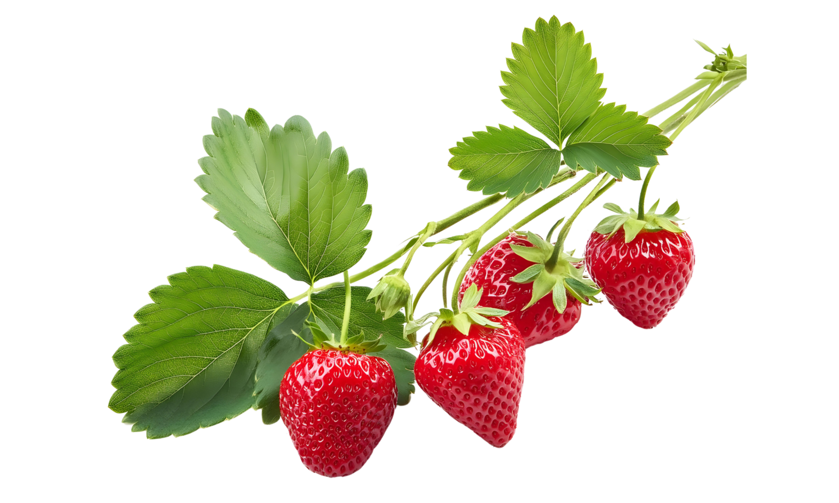 Branch of fresh strawberry isolated, group of red strawberry cut out. png