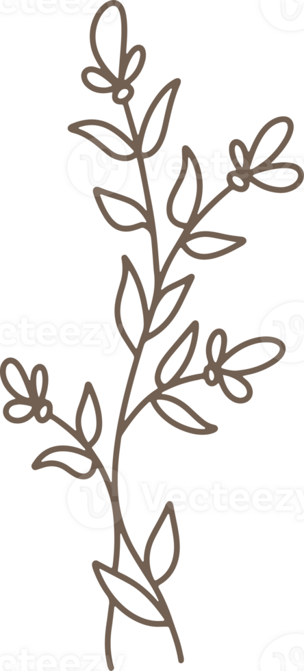 Handdrawn Organic Fern Branches illustration png
