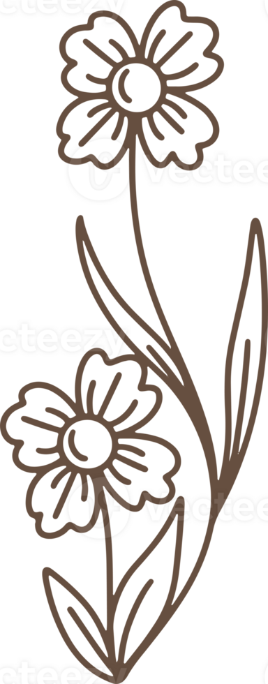 Handdrawn Organic Flower Branches illustration png