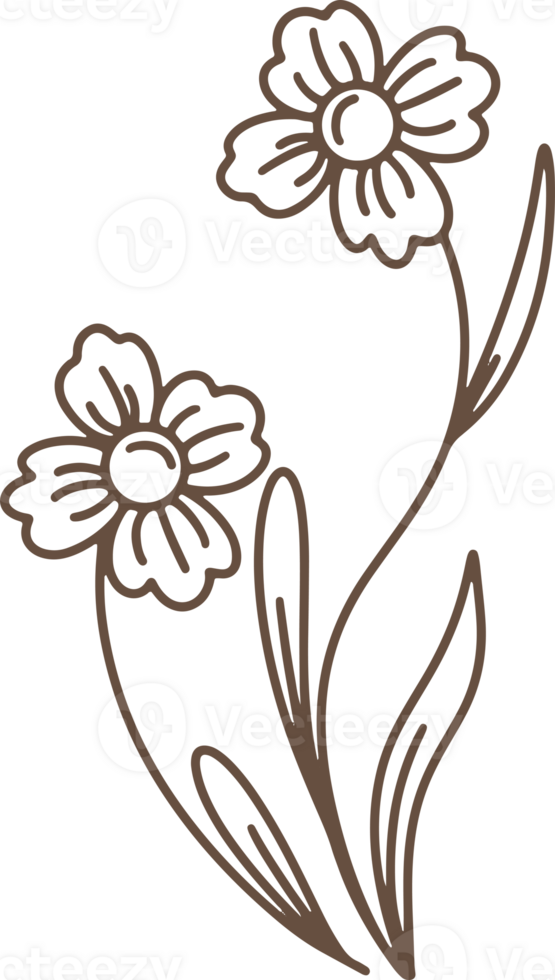 Handdrawn Organic Flower Branches illustration png
