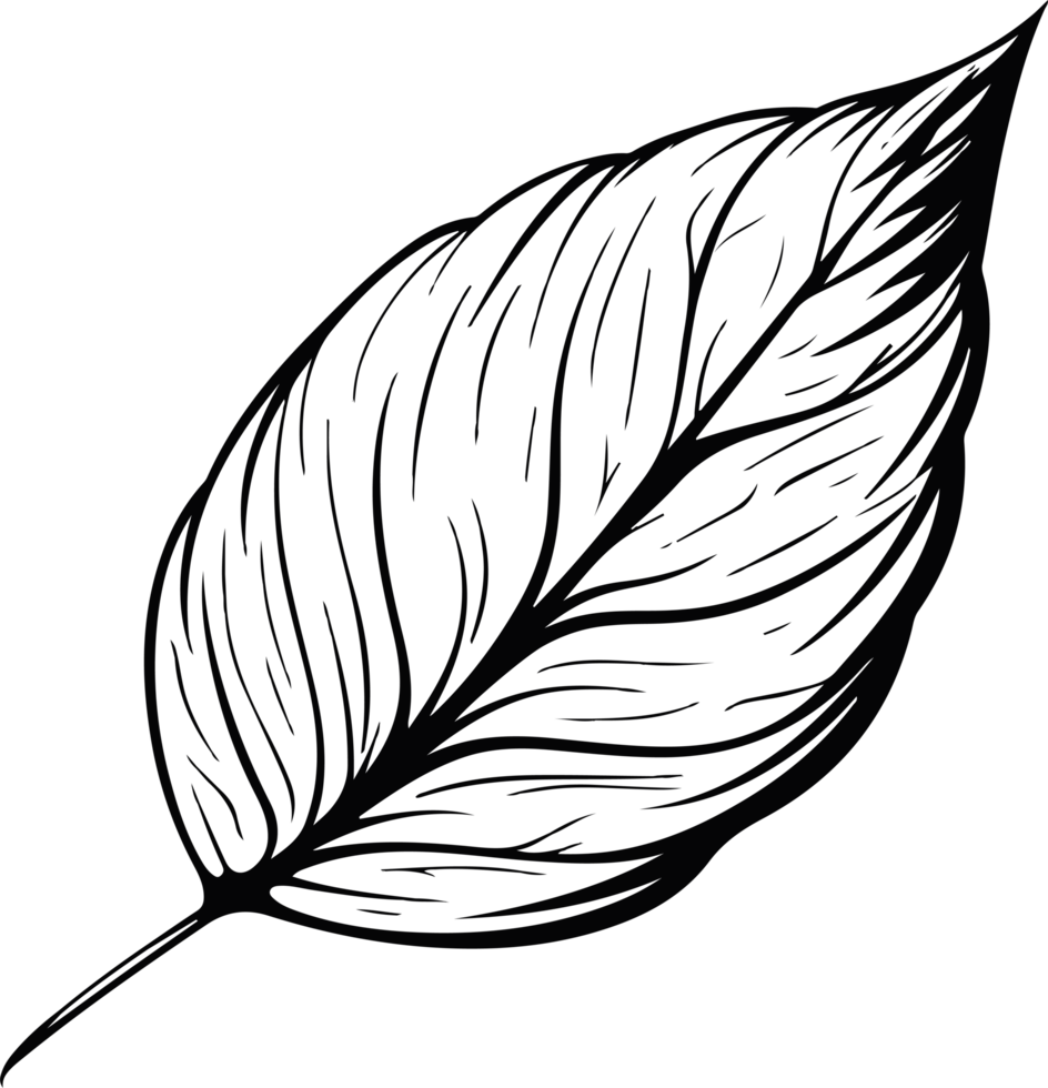 Leaf clipart design illustration png