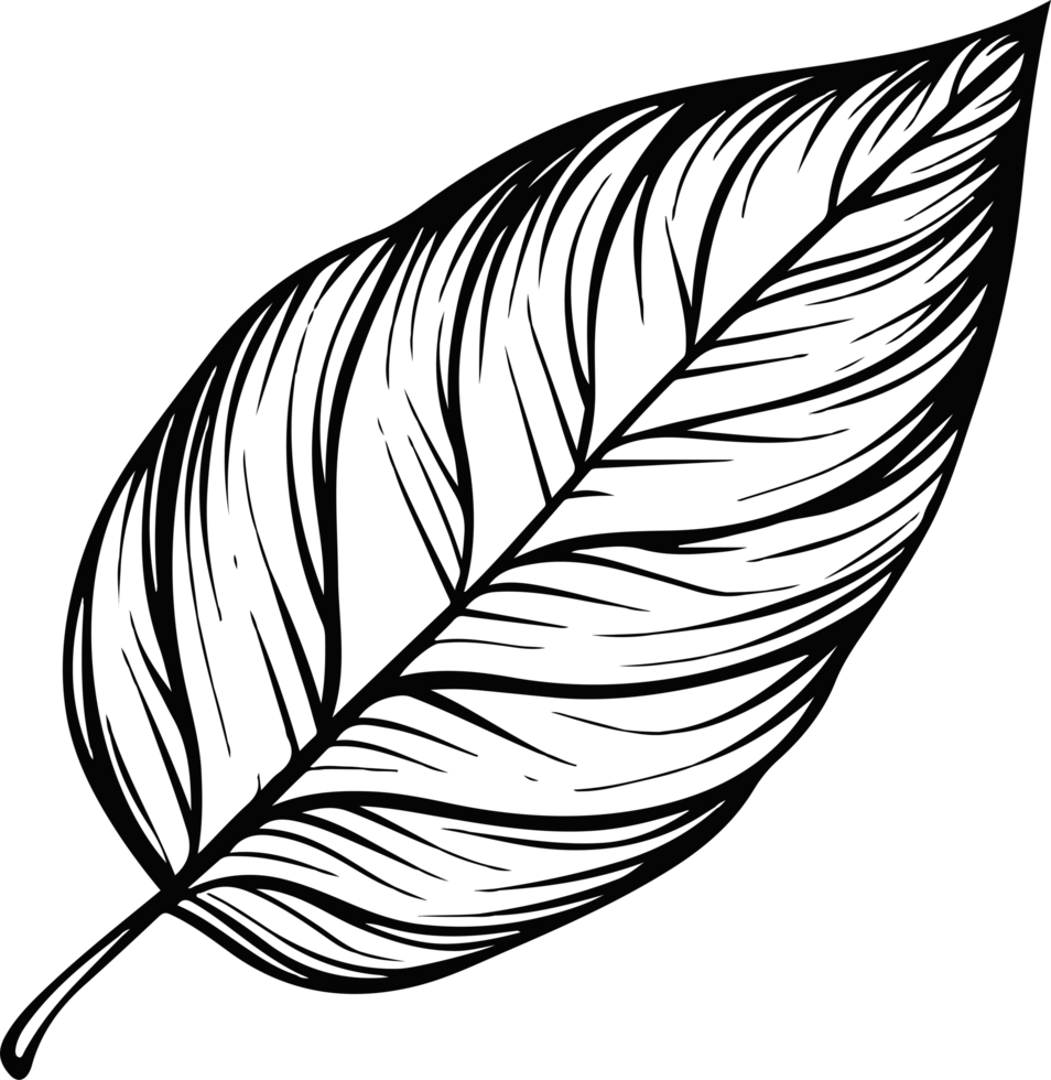 Leaf clipart design illustration png