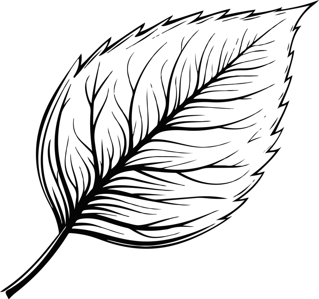 Leaf clipart design illustration png