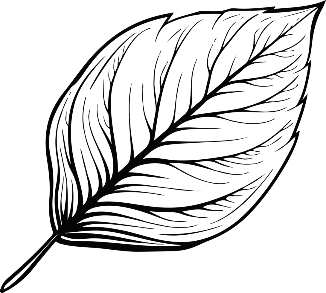 Leaf clipart design illustration png