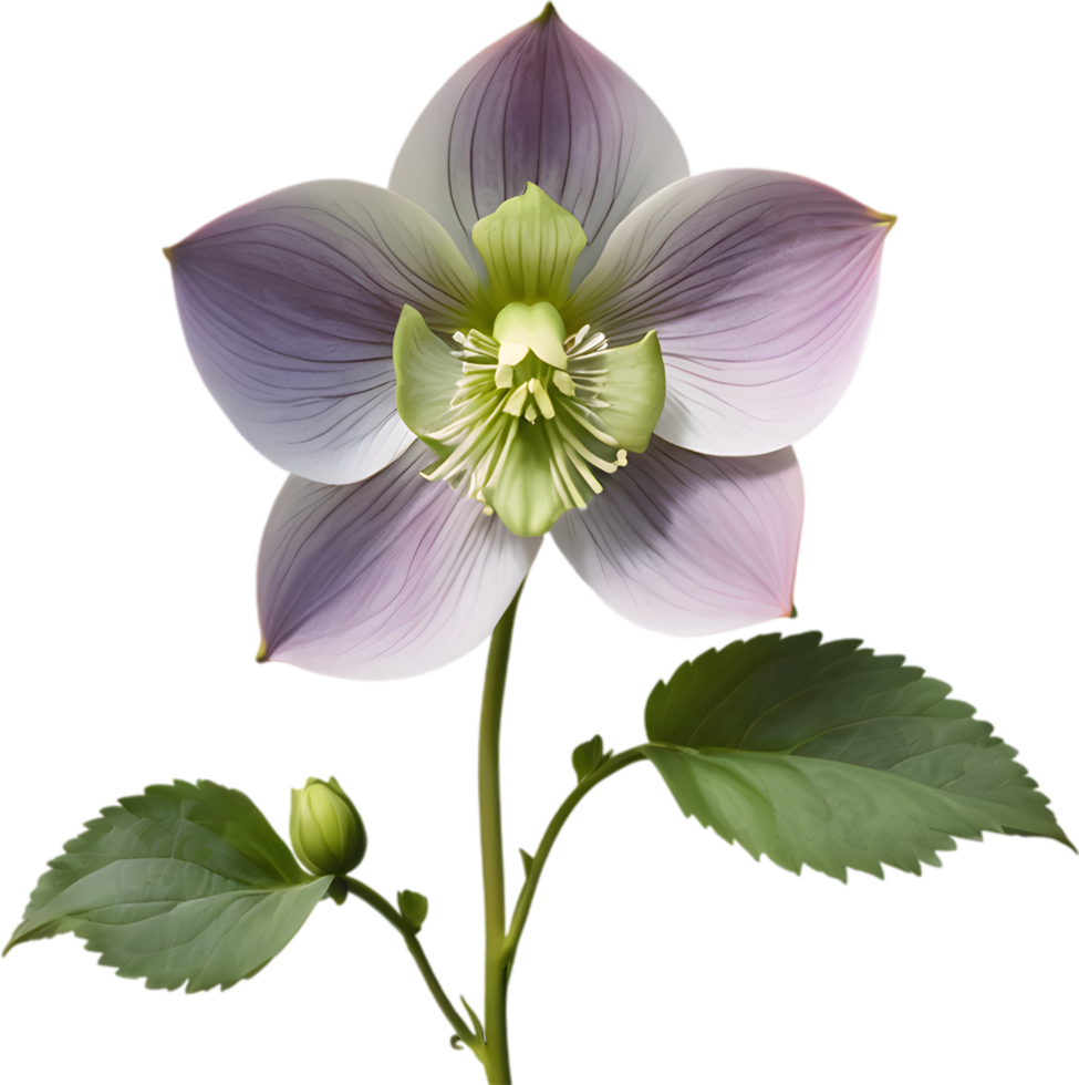 Elegant hellebore flower clipart for winter-inspired designs. AI-generated. png