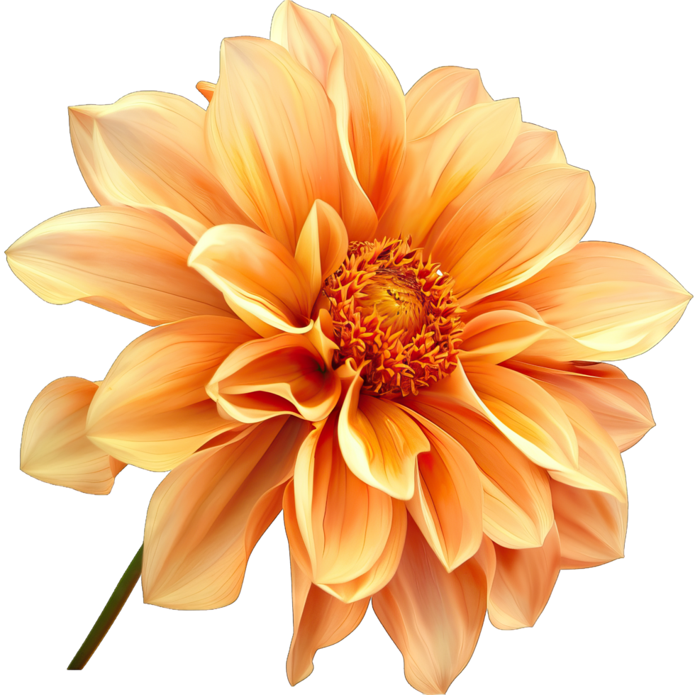 A vibrant Flower png