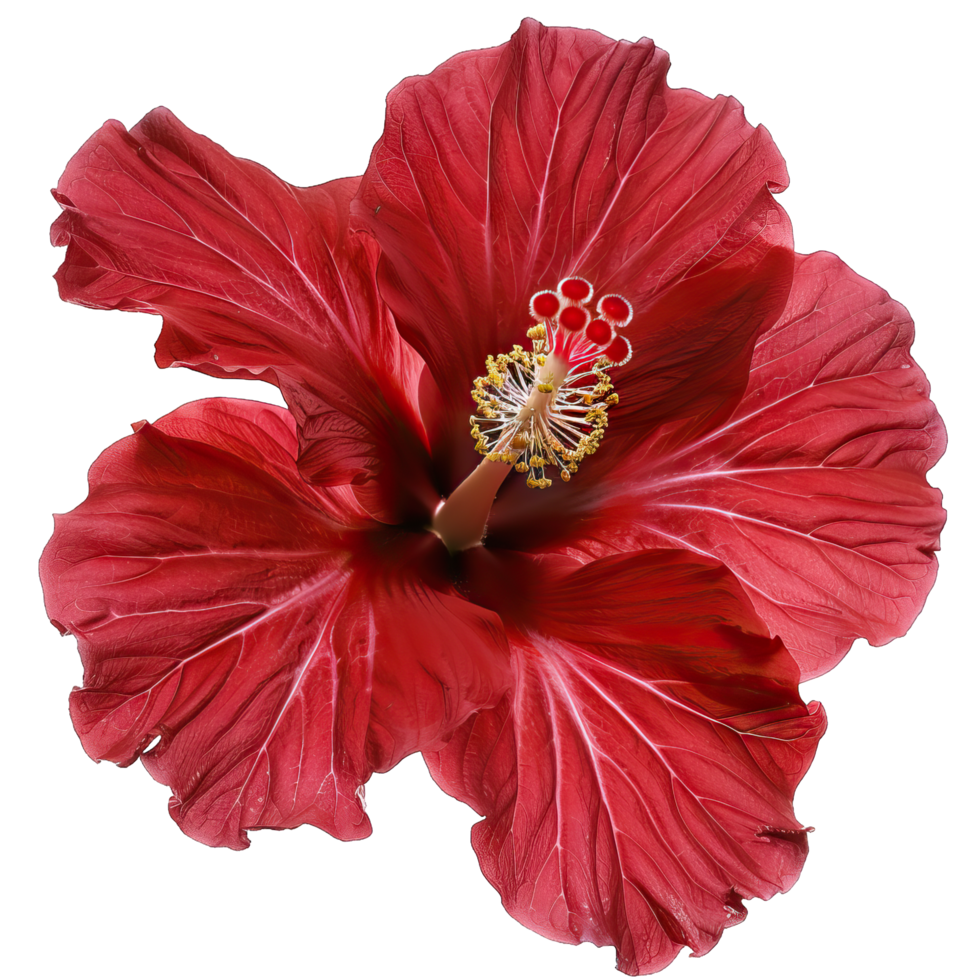 A vibrant Flower png
